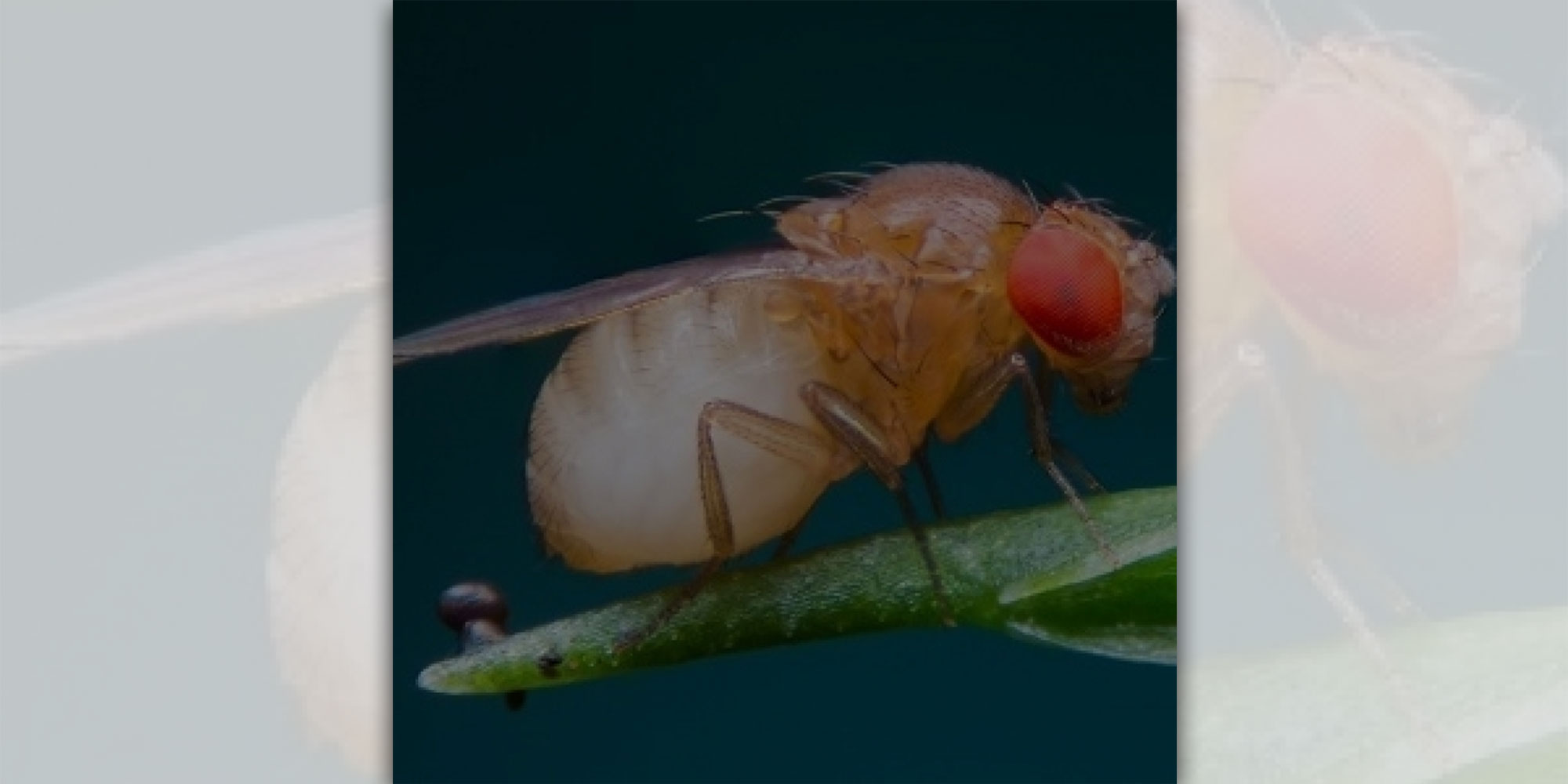 Wasn’t there food around here?: An Agent-based Model for Local Search in Drosophila